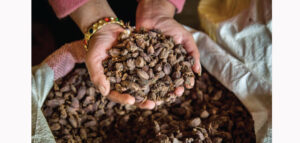 Cardamom