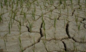 Cracked paddy field