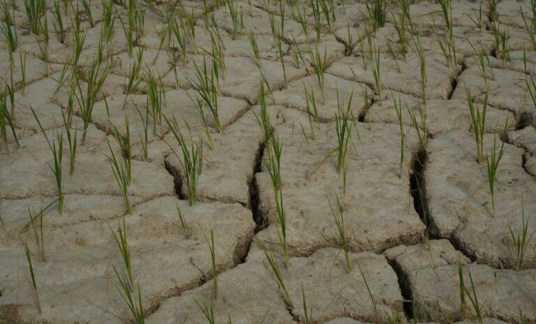 Cracked paddy field