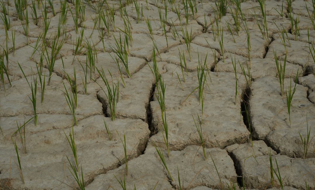 Cracked paddy field