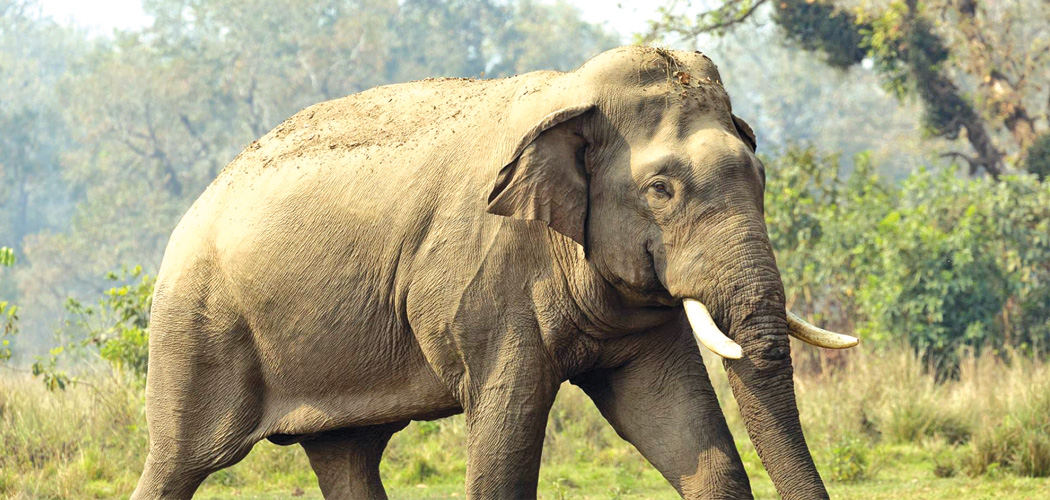 Elephant
