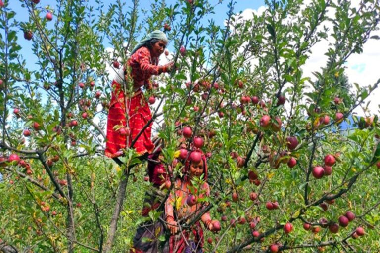 Jumla farmers