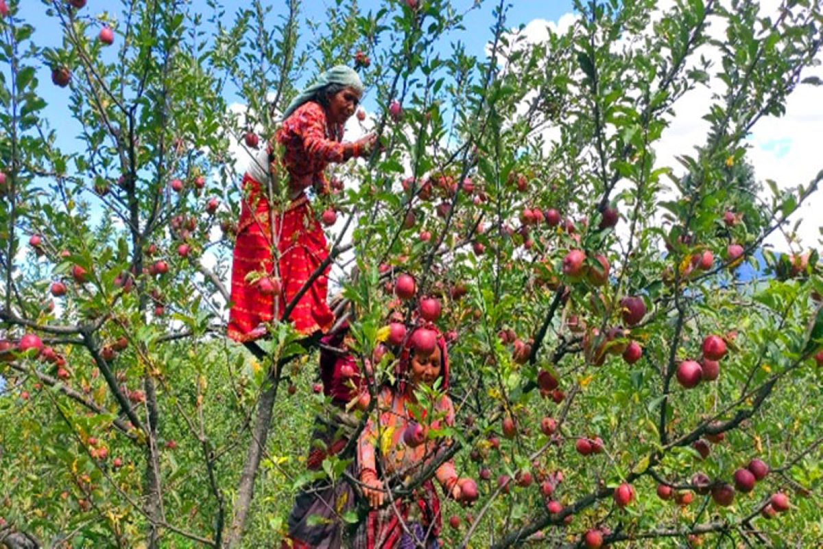 Jumla farmers