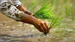 Paddy transplantation