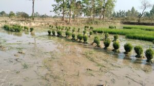 Paddy plantation