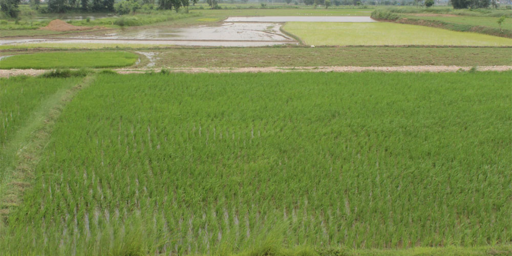 Siraha, paddy plantation