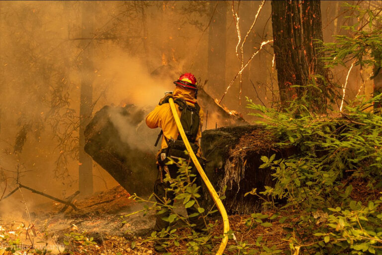 Wildfire