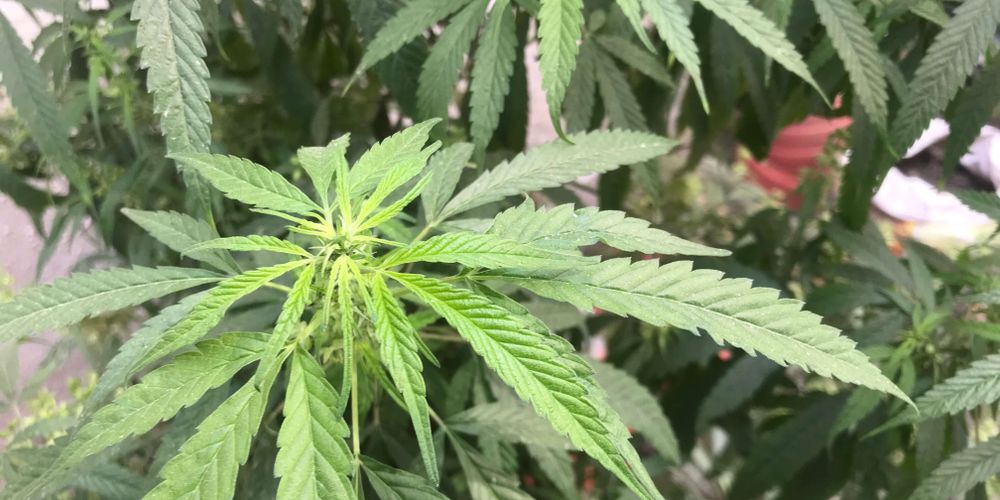 marijuana farming