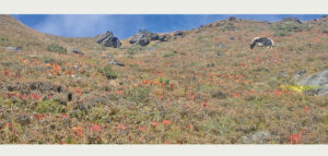 Chhayanath National Park