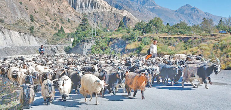 Mustang goats