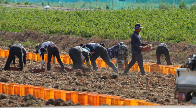 (Farmers, including foreign workers, harvest potatoes in the fields of Songjeong, Gangneung, Gangwon, on June 23.  Photo Curtsy: YONHAP]