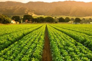 California agricultural land