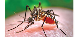 Dengue