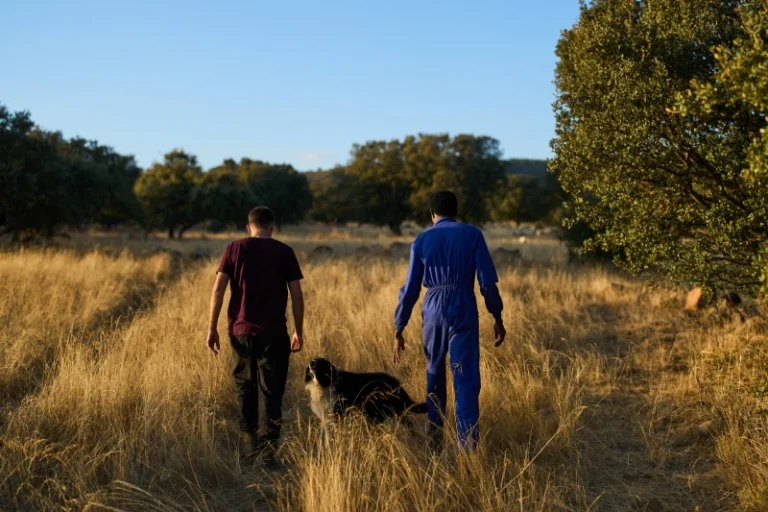 (Spanish shepherd Álvaro Esteban and Sudanese shepherd Osam Abdulmumen walk through the countryside while heading to gather a sheep herd in Los Cortijos, central Spain, Tuesday, Oct. 7, 2025. AP Photo: Bernat Armangue)