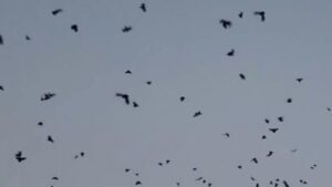 crow conference