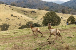 Tule elk are released onto the Tule River Indian Reservation in Tulare County on Oct. 22, 2025. (CDFW Photo/Travis VanZant)