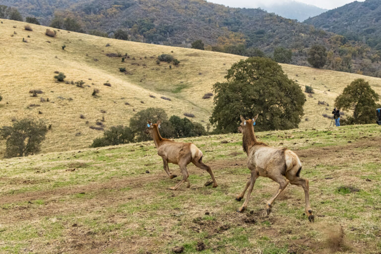 Tule elk are released onto the Tule River Indian Reservation in Tulare County on Oct. 22, 2025. (CDFW Photo/Travis VanZant)