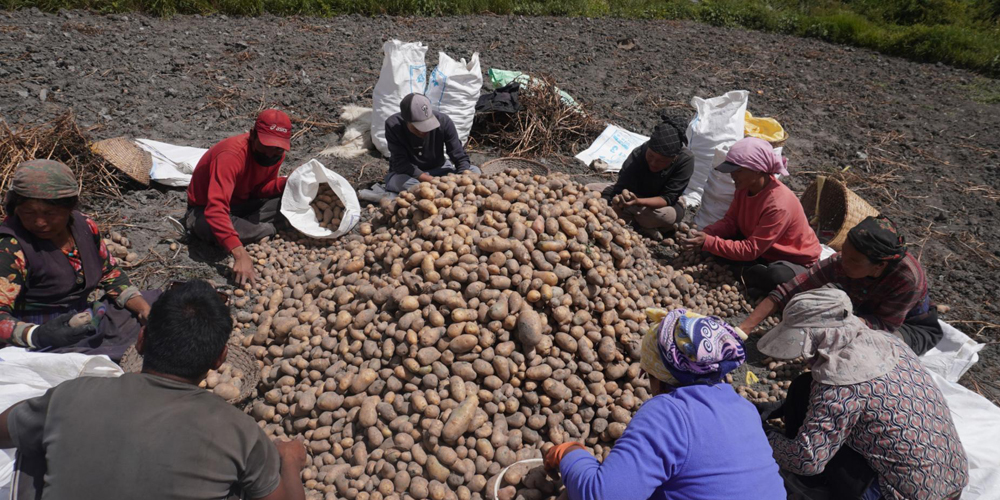 Mustang Potatoes