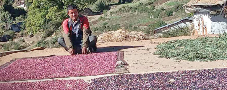 Indigenous crops