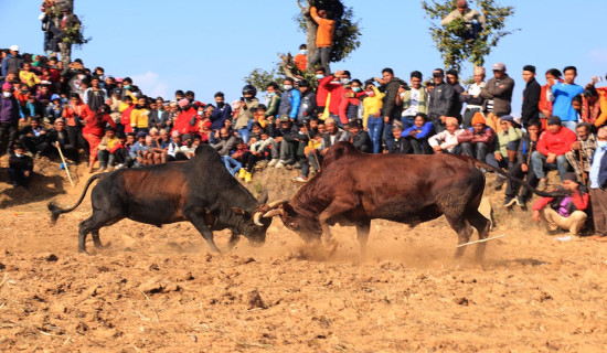 Bullfight