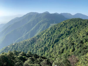 Nepal Forest