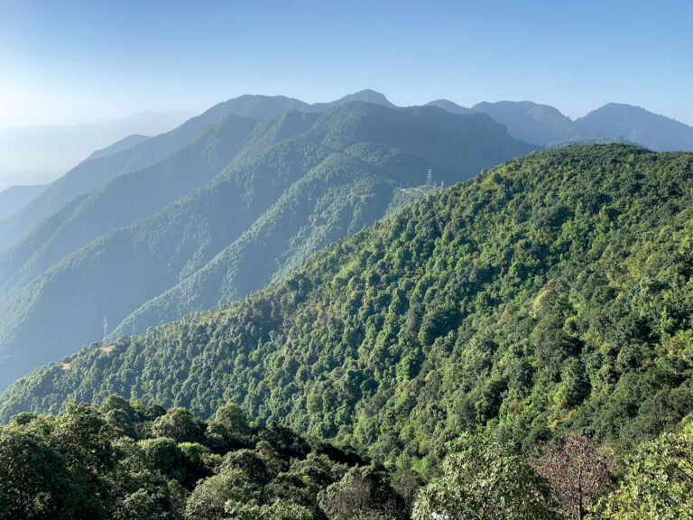 Nepal Forest