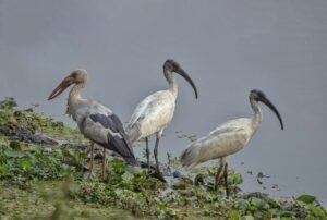 Aater birds