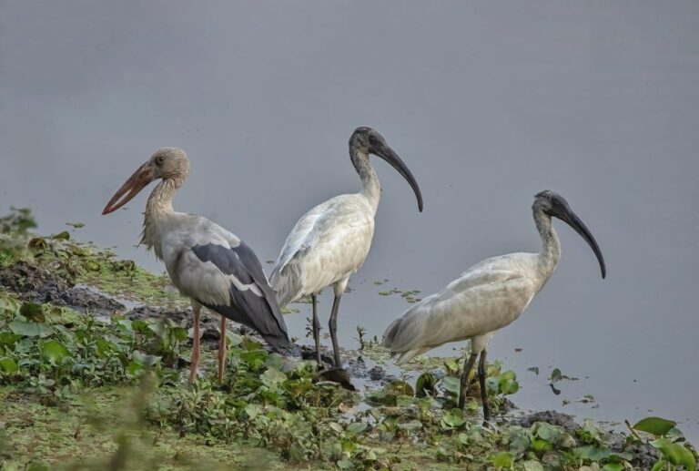 Aater birds