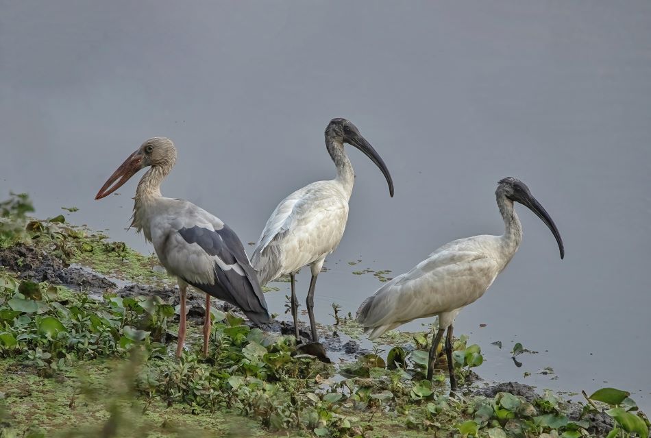 Aater birds