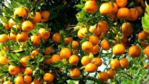 Myagdi Orange
