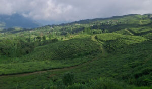 Nepali Tea
