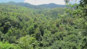 Nepal’s forest