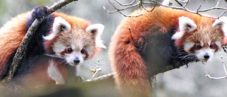 Red panda