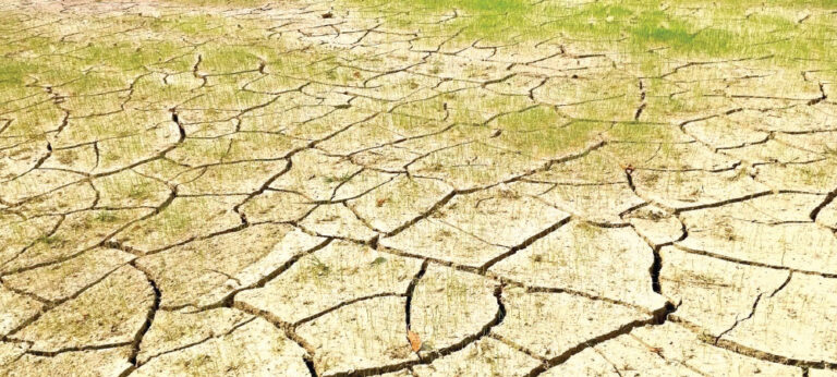 Banke Paddy plantation