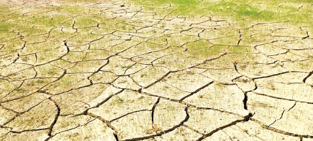 Banke Paddy plantation