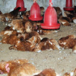 Bird Flu