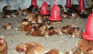 Bird Flu