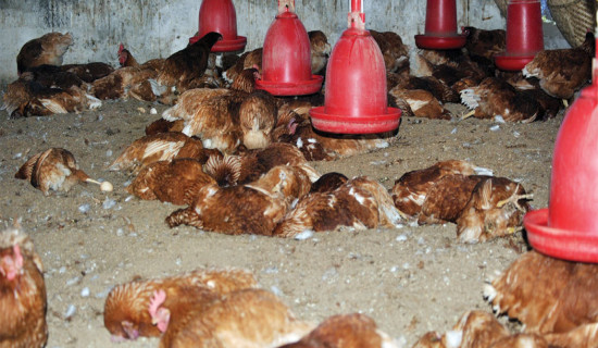 Bird Flu