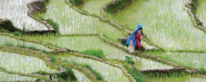 Paddy plantation