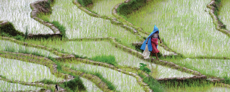 Paddy plantation