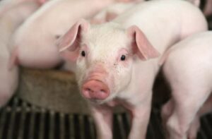 Pigs