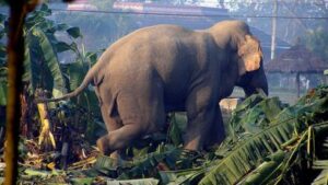 Wild Elephants