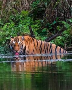 (Spotted this tiger easing into a jungle waterhole at Bardiya National Park, cooling off, unhurried, unbothered by an audience. Some safari moments feel more like a gift than a sighting.  Photo: Bardiya National Park.)
