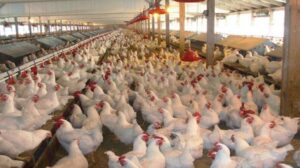 Bird Flu