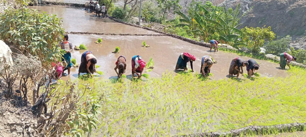 Humla cultivation