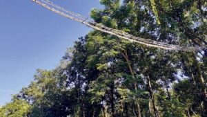 Nepal Unveils First Wildlife
