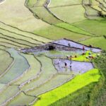 Paddy Farming Myagdi