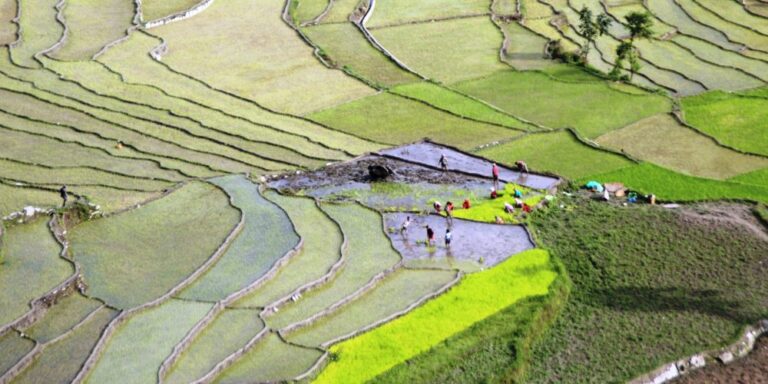Paddy Farming Myagdi