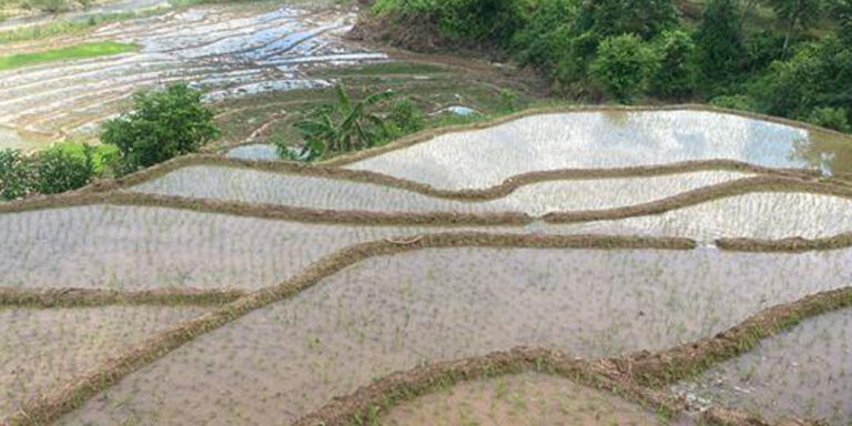 Paddy plantation in Gorkha