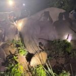 (Chitwan National Park has fitted the wild elephant ‘Dhrube’ with a radio collar.. Photo: RSS)
